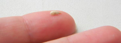 Payot - двое из ларца