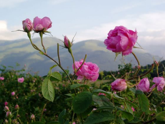Rose of Bulgaria