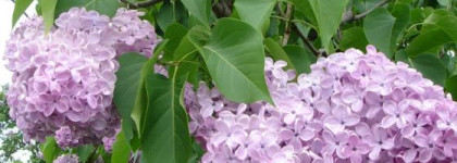 Ароматы с нотами сирени