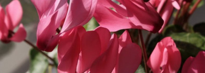 Разоблачение августейшей особы, или Dolce & Gabbana  Anthology 3 L’Imperatrice