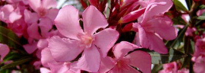 Кусочек весны Rimmel Lycra Pro pop rose