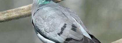 Универсальный солдат. Тени Guerlain Ecrin 6 Couleurs Eyeshadow Palette № 29 Rue De Sevres