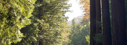 Tommy Hilfiger Woman Pear Blossom EDP