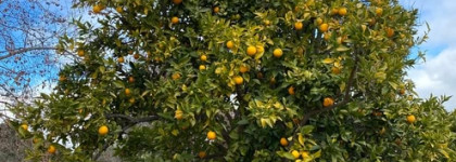 Jo Malone. Чувственный. Яркий. Мой