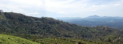 Ароматы аристократов Викторианской эпохи - Penhaligon's Amaranthine