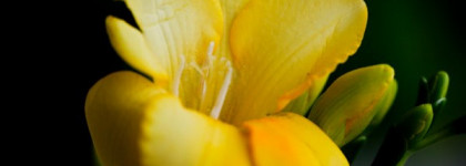 Загадочная фрезия: Ysl, Diptyque, Jo Malone