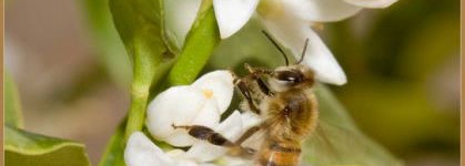 Acqua, la mia Аcqua Di Parma