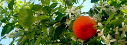 Acqua, la mia Аcqua Di Parma