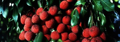 Дерзкий розовый. Аромат Fantasy от Britney Spears