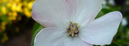 Дерзкий розовый. Аромат Fantasy от Britney Spears