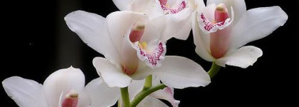 Лак для ногтей Rimmel Lycra Pro (285 White Orchid)