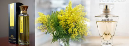 Мои любимые мотивы в ароматах