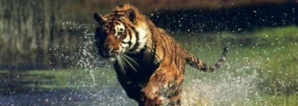 Kenzo Jungle le tiger... мур-ррррррррррр!