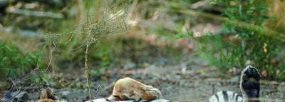 Kenzo Jungle le tiger... мур-ррррррррррр!