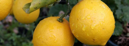 Крем-маска с фруктовыми кислотами Эксфолиант Кора