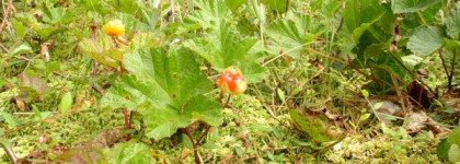 Lumene radiant touch 2in1 detoxifying mask and scrub. Мой бюджетный помощник