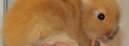 Chanel  le vernis # 505 Particuliere