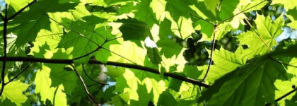 The Pour Un Ete L Artisan Parfumeur