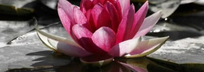 Почувствуй себя госпожой. Agent Provocateur. Maitresse