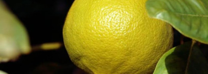 "О, женщина, услада из услад..." (Le Dix Balenciaga)