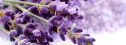 Tom Ford Private Blend и новый аромат Lavender Palm