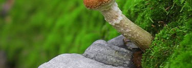 Tom Ford Private Blend и новый аромат Lavender Palm