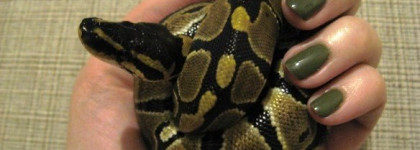 OPI - Uh-Oh Roll Down The Window - очередной любимый хаки-лак