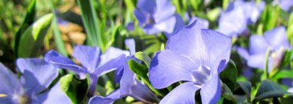 Нежные цветки барвинка... INM Out The Door nail lacquer #226 Partido; Sagitta Dalmation Collection nail laquer #10