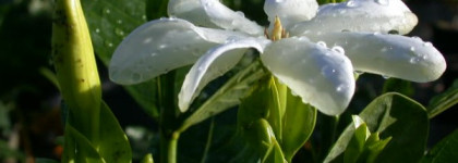 Мастерская Олеси Мустаевой: Крем для тела Monoi с маслом моной де Таити (таитянской гардении)