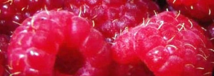 Лак для ногтей Pure Color Nail Lacque (оттенок №06 - Berry Hot) от Estee Lauder