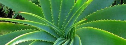 Несколько тюбиков с кремом... Или пока не наступили холода