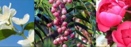 Псевдосвежесть Acqua di Gioia от Giorgio Armani