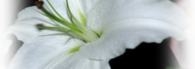 Интимный Dreaming от Tommy Hilfiger