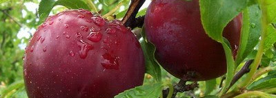 Мои сливовые лаки. Rimmel, Dance Legend, Guerlain