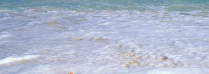 Амурный Plaisir от Laura Tonatto