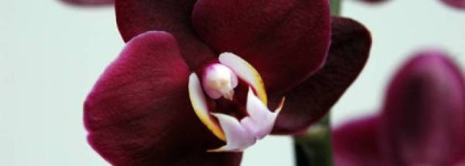 Dior Vernis Couture Colour Gel Shine and Long Wear Nail Lacquer # 892 Be Dior