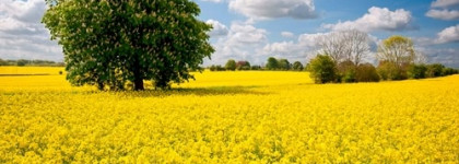 Четыре аромата прошлой осени