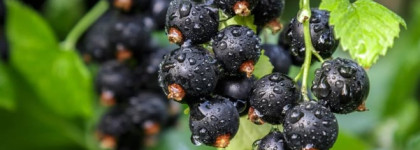 Аромагия с парфюмами Xerjoff, Initio Parfums, Amouage, Serge Lutens