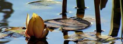 Amouage: движение солнца