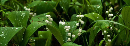 Простой и сложный Viper Green Ex Nihilo