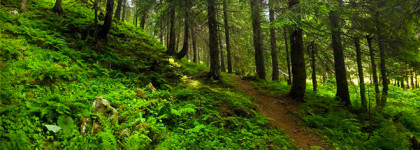 Простой и сложный Viper Green Ex Nihilo