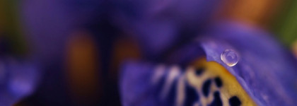 Нескромное обаяние от Serge Lutens и Ramon Monegal