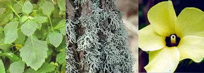 И снова ирис - Acqua di Parma Iris Nobile Edizione Speziale