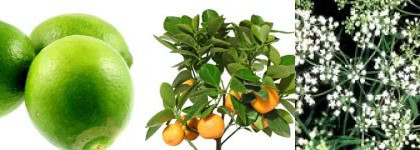 И снова ирис - Acqua di Parma Iris Nobile Edizione Speziale