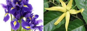 И снова ирис - Acqua di Parma Iris Nobile Edizione Speziale