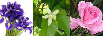 Hiris Hermes - нежнее нежного