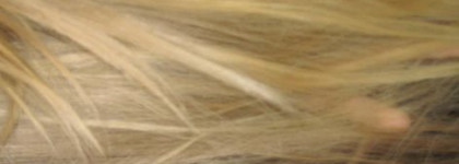 Шампунь Concept и Estel Professional Sunflower