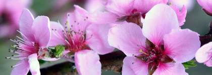 Это он, это он, наш любимый Decleor