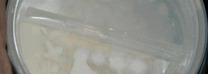 Рассыпчатая пудра Laura Mercier Mineral Finishing Powder - #1 ( Transparent - For All Skin Tones )