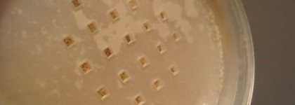 поАРМАНИм? - Armani Micro-Fil Loose Powder & Armani Fluid Sheer